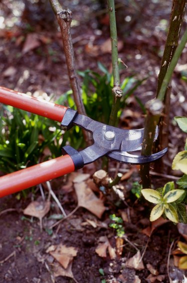 Pruning rose using large secateurs