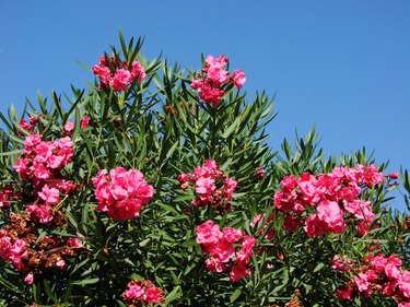 Sizilianischer Oleander