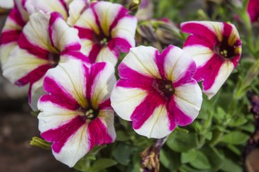 Close up shoot of Petunia amore flower. Purple and white color.
