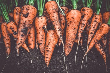 Homegrown fresh harvest of orange garden carrots