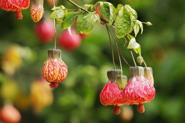 Abutilon Flowering Maple Tree Blossoms