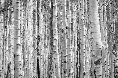 Black and white aspen trees make a natural background texture pattern in Colorado forest