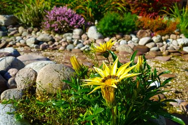 Landscaping with plants, flowers and dry stream/ creek bed in garden on sunny day