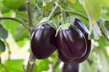 Ripe purple eggplants