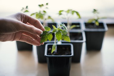 Woman hand hold a seedling of tomato which is in the plastic pot. Gardening of young plant.