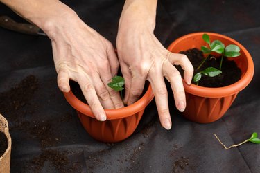 Girl plants seedlings in plastic pots. Growing seedlings.