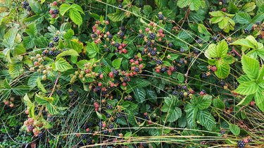 Wild growing blackberries