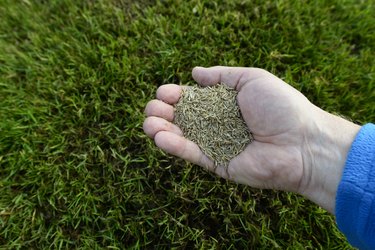 Grass seeds