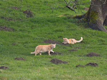 Katzen jagen Maulwurf - Cats hunt mole