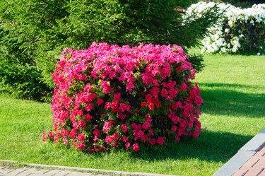 Vertical flowerbed with Petunia red flowers in the park.