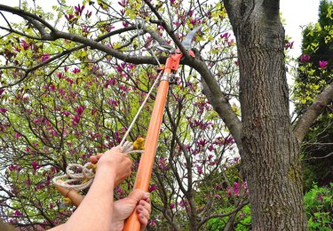 Nature, " Cutting and Trimming Domestic Trees "