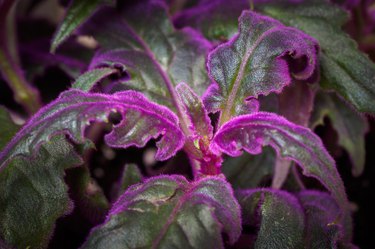 Purple passion - Gynura aurantiaca