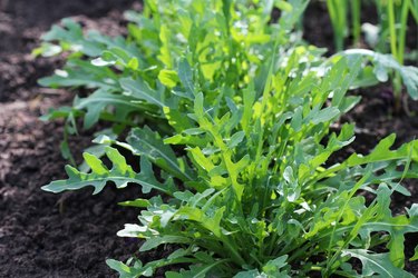 Arugula plant growing in organic vegetable garden.