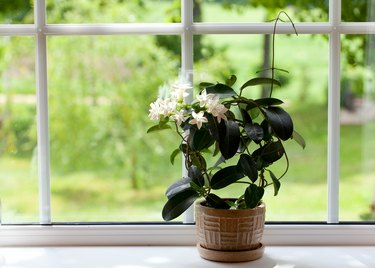 jasmine room plant on windowsill