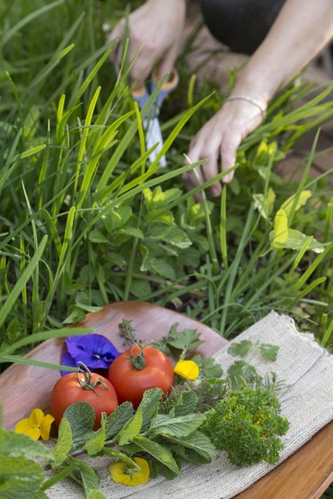 Harvesting mint.