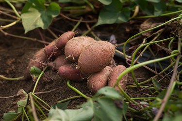 sweet potato harvesting