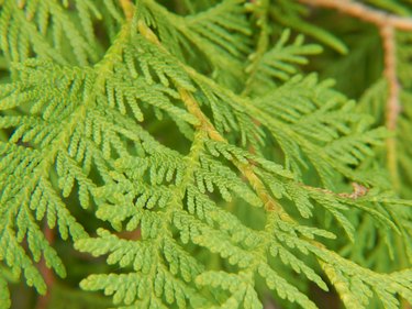 White Cedar Tree Facts | Hunker