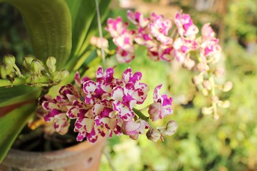 Pink white rhynchostylis  gigantea orchid flowers.