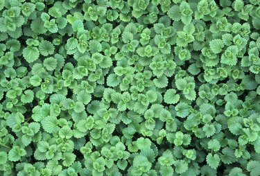 will vinegar kill creeping buttercup