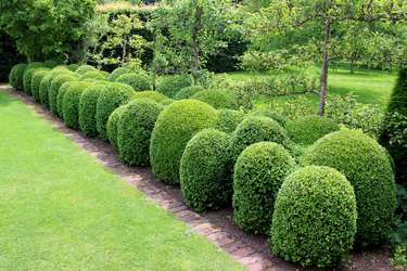 Image of clipped box hedging / boxwood / buxus balls / topiary hedge