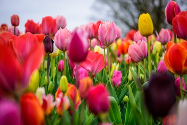 Assorted tulips in all colors, large picture