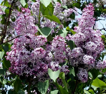 Bright lilac branch on a tree against the blue sky.