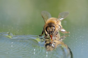 honeybee and its reflection.