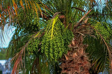 Green bunch of pygmy date palm