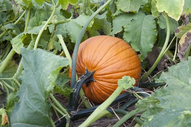 Pumpkin growing pumpkin patch