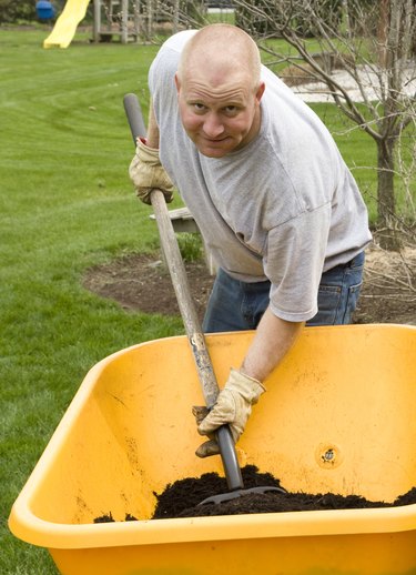 Man Mulches from a Wheelbarrow