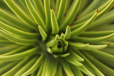 agave stricta