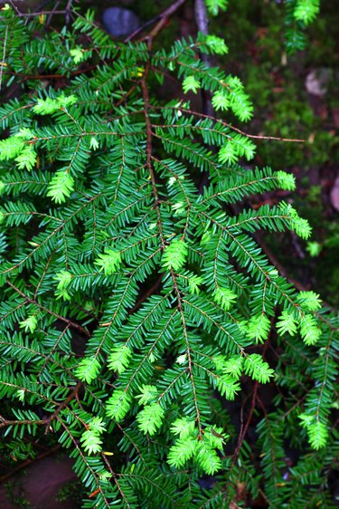 Eastern Hemlock (Tsuga canadensis)