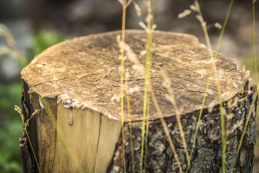 Cut tree stump