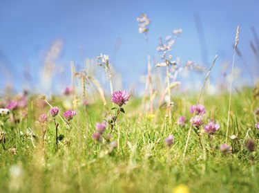 Fresh Wild Summer Meadow