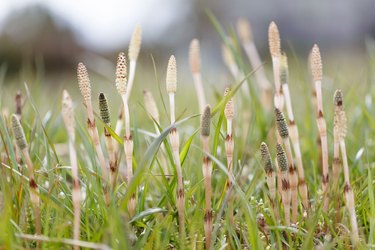 Growing horsetails in close-up