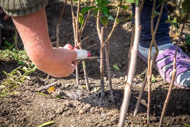 agriculture, the cultivation of fruit trees, a human hand a fruit transplanted kidney