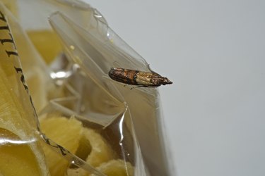 Indian Meal Moth