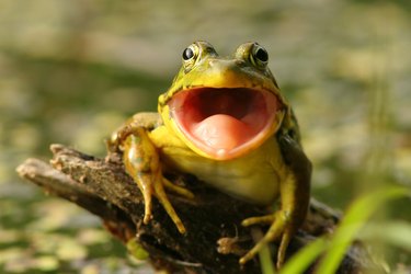 How to Get Rid of Croaking Frogs