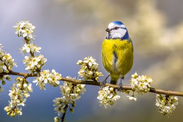 Blue tit in Hawthorn blossom