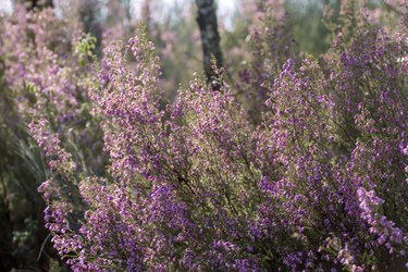 Heath blossom