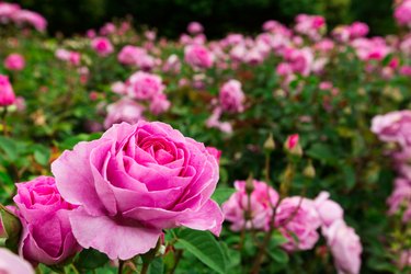 pink roses