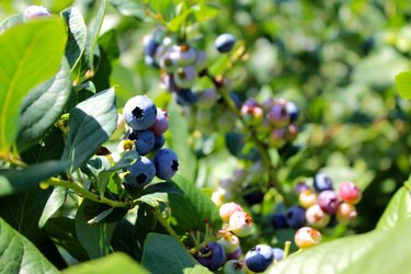 Blueberries Growing On Plant