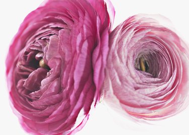 Close up of pink ranunculus