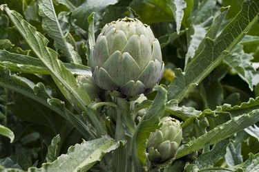 USA, California, San Benito County, Artichoke plant