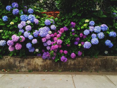 Hydrangeas Blooming In Garden