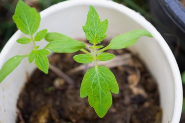 Tomato sprouts close up in the garden