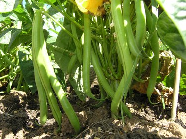 Sticks of ripe fresh French beans in the ground