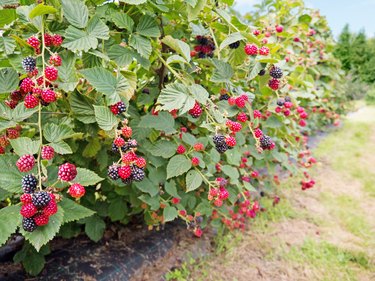 Ripe and red blackberries