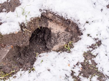 Rat hole in garden snow,