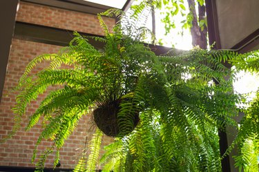 Giant Boston fern in hanging pot.